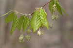 American beech